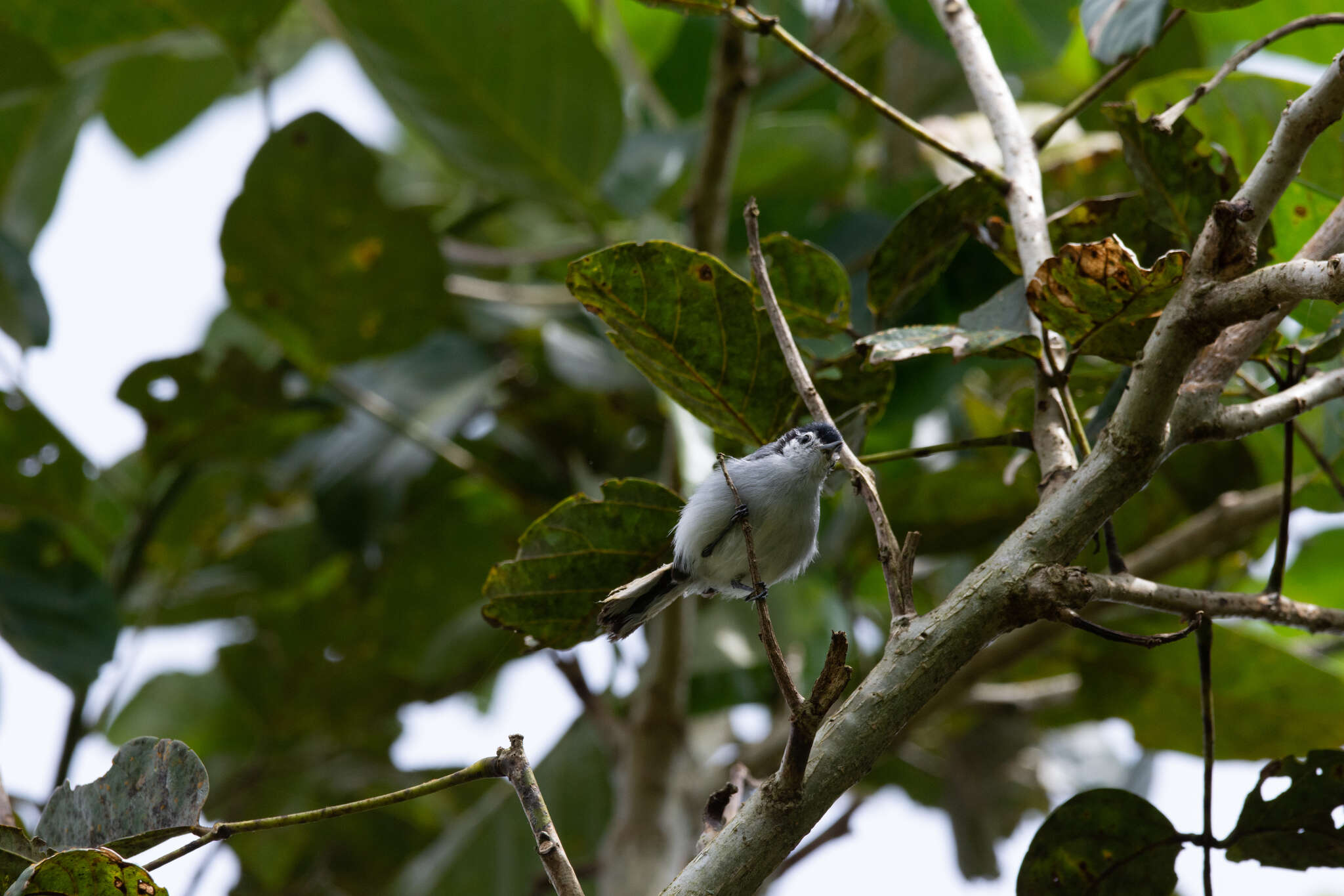 Image of White-browed Gnatcatcher