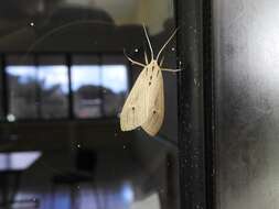 Agaraea semivitrea Rothschild 1909 resmi