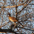 Image of West Mexican Chachalaca