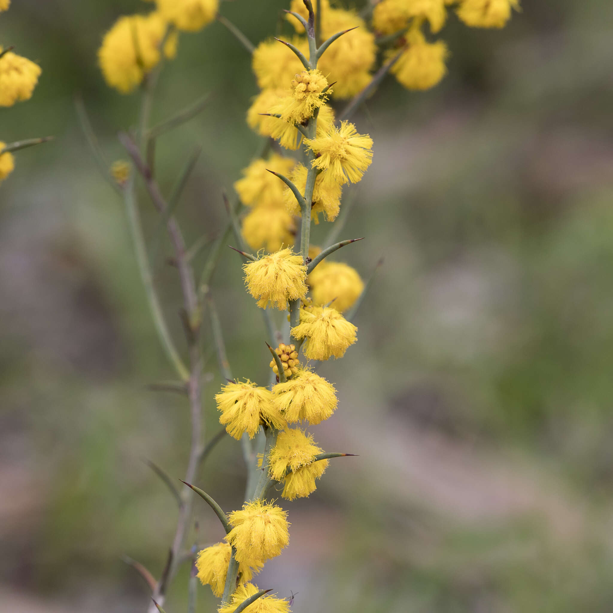 Image de Acacia continua Benth.