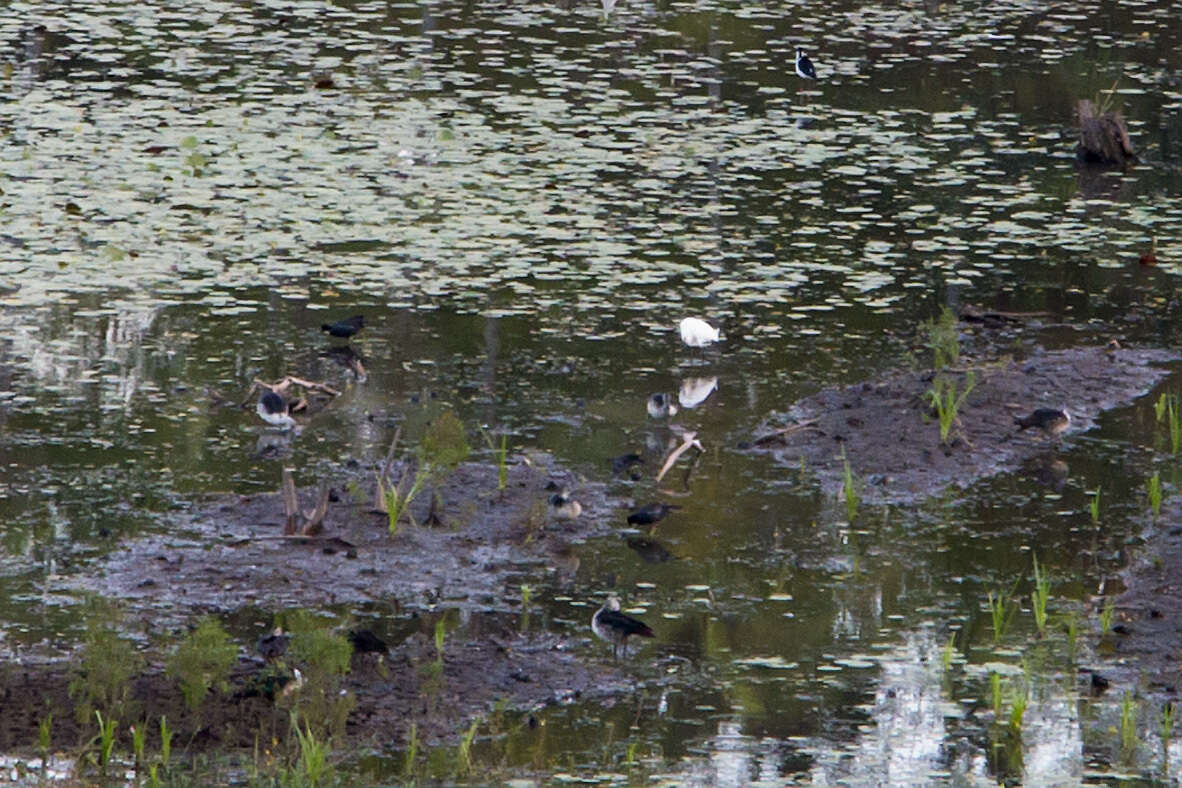 Image de Canard sylvicole