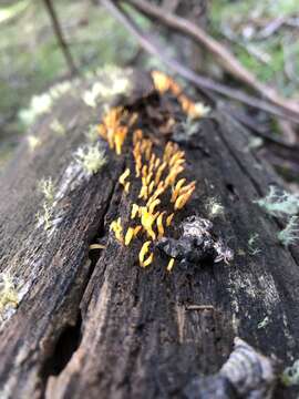 Imagem de Calocera sinensis McNabb 1965