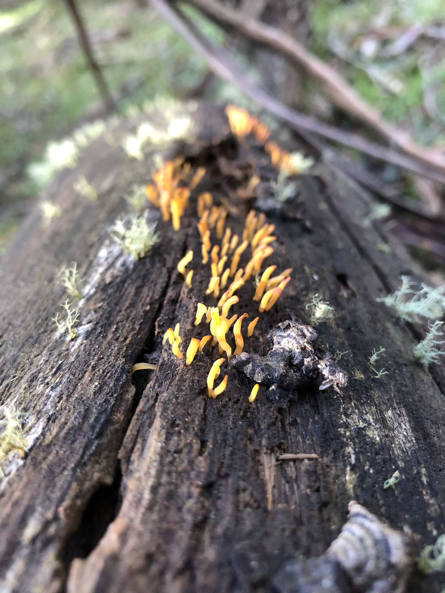 Image of Calocera sinensis McNabb 1965