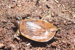 Image of Asiatic Softshell Turtle