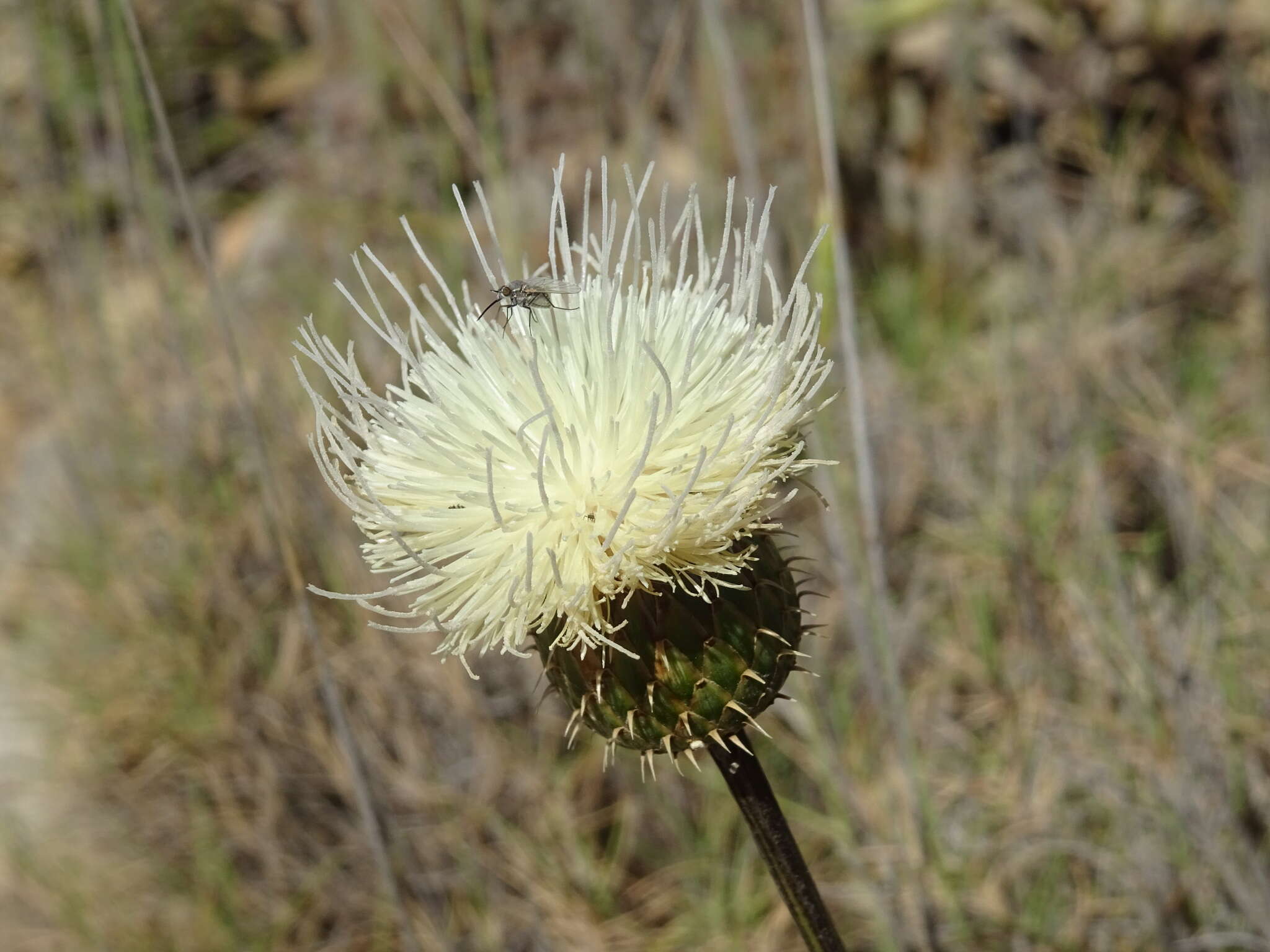 Image of Klasea flavescens (L.) J. Holub