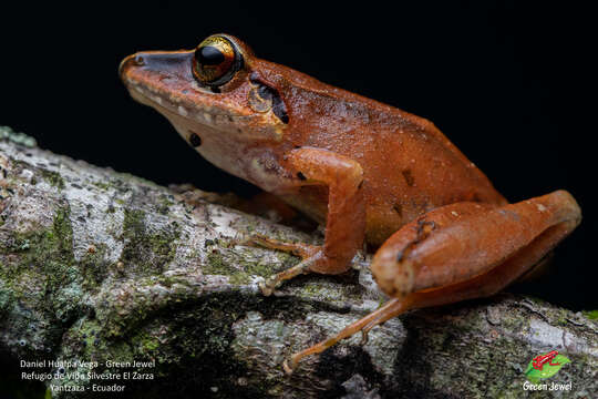 Image of Pristimantis condor (Lynch & Duellman 1980)