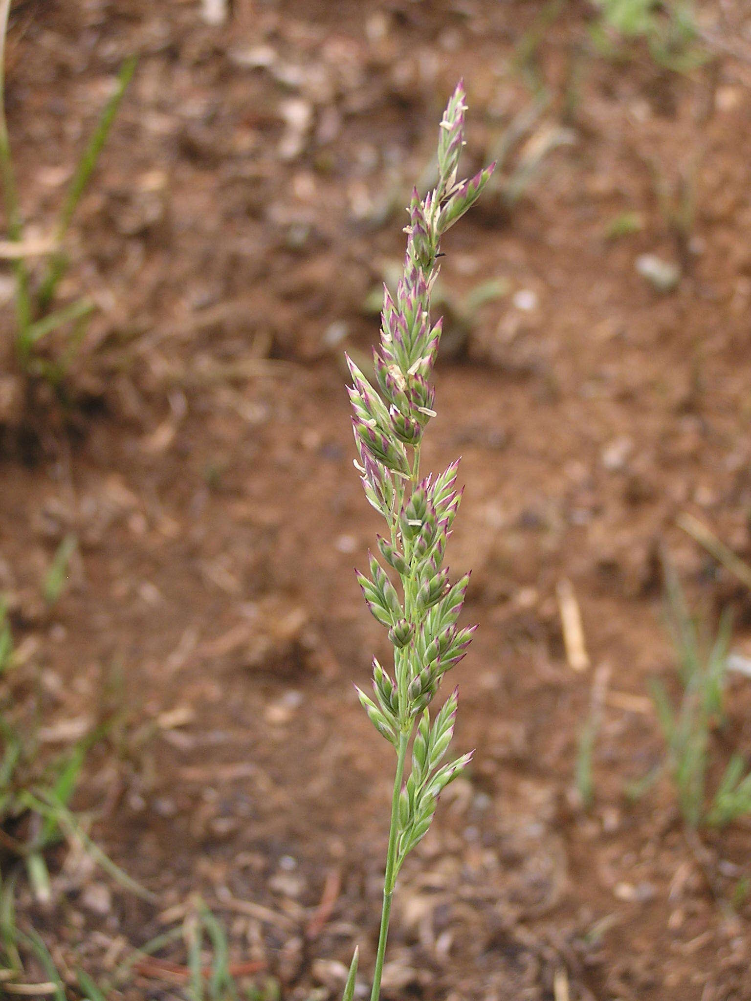 Image of munnik fescue