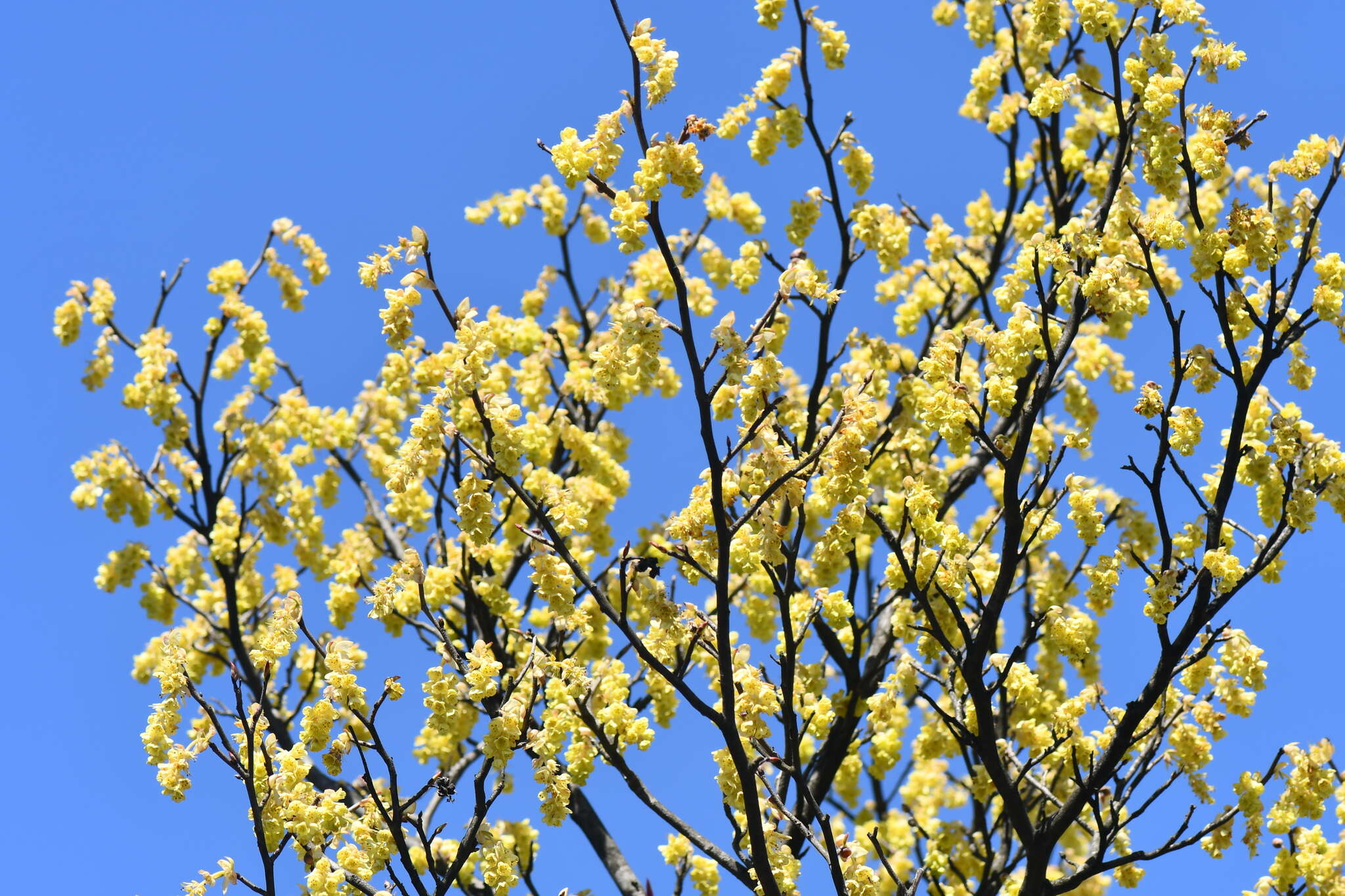 Image of winter hazel