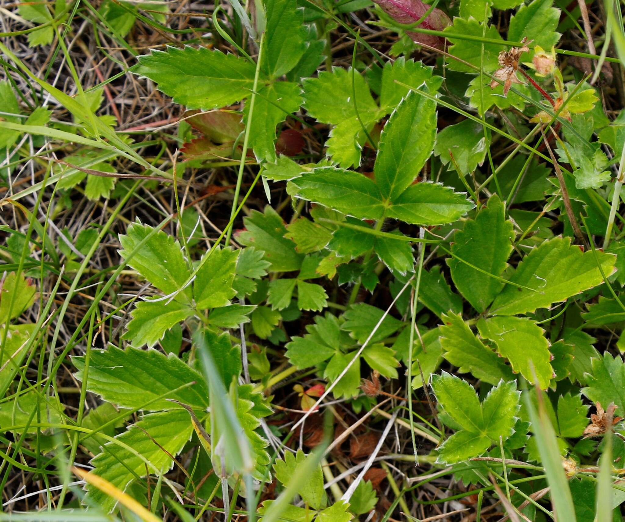 Imagem de Potentilla stolonifera Lehm. ex Ledeb.