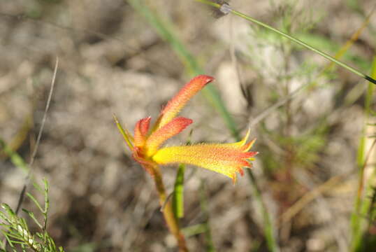 Imagem de Anigozanthos humilis Lindl.