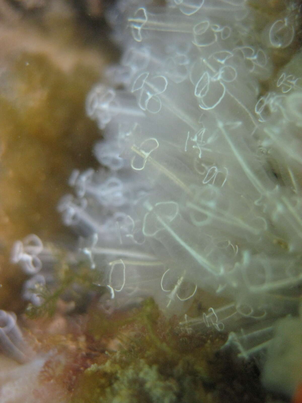 Image of Light-bulb sea squirt