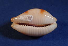 Image of stolid cowrie