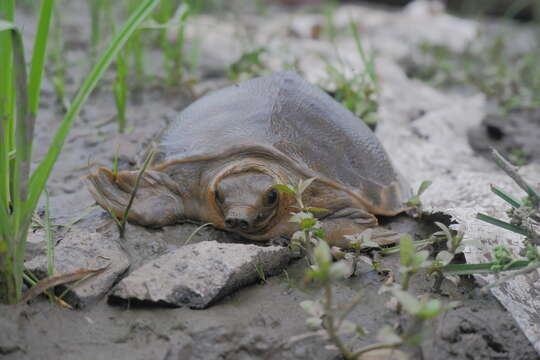 Image of pig-nosed turtle