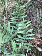 Image of Thelypteris confluens (Thunb.) C. V. Morton