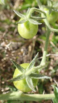 Image of tomato