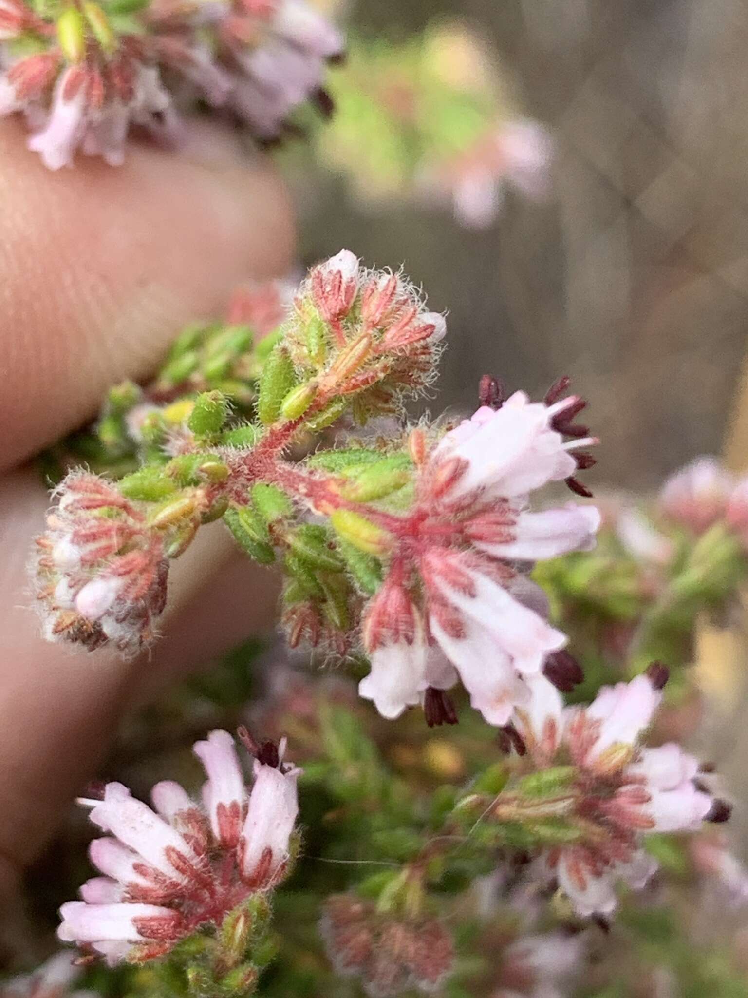 Image of Honey blaeria