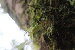 Image of Gastrochilus fuscopunctatus (Hayata) Hayata