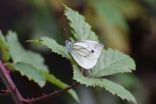 Plancia ëd Pieris napi (Linnaeus 1758)