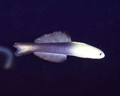 Image of Arrow dart-goby