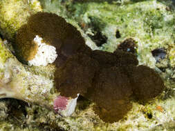 Image of Melibe coralophilia Gosliner & Pola 2012