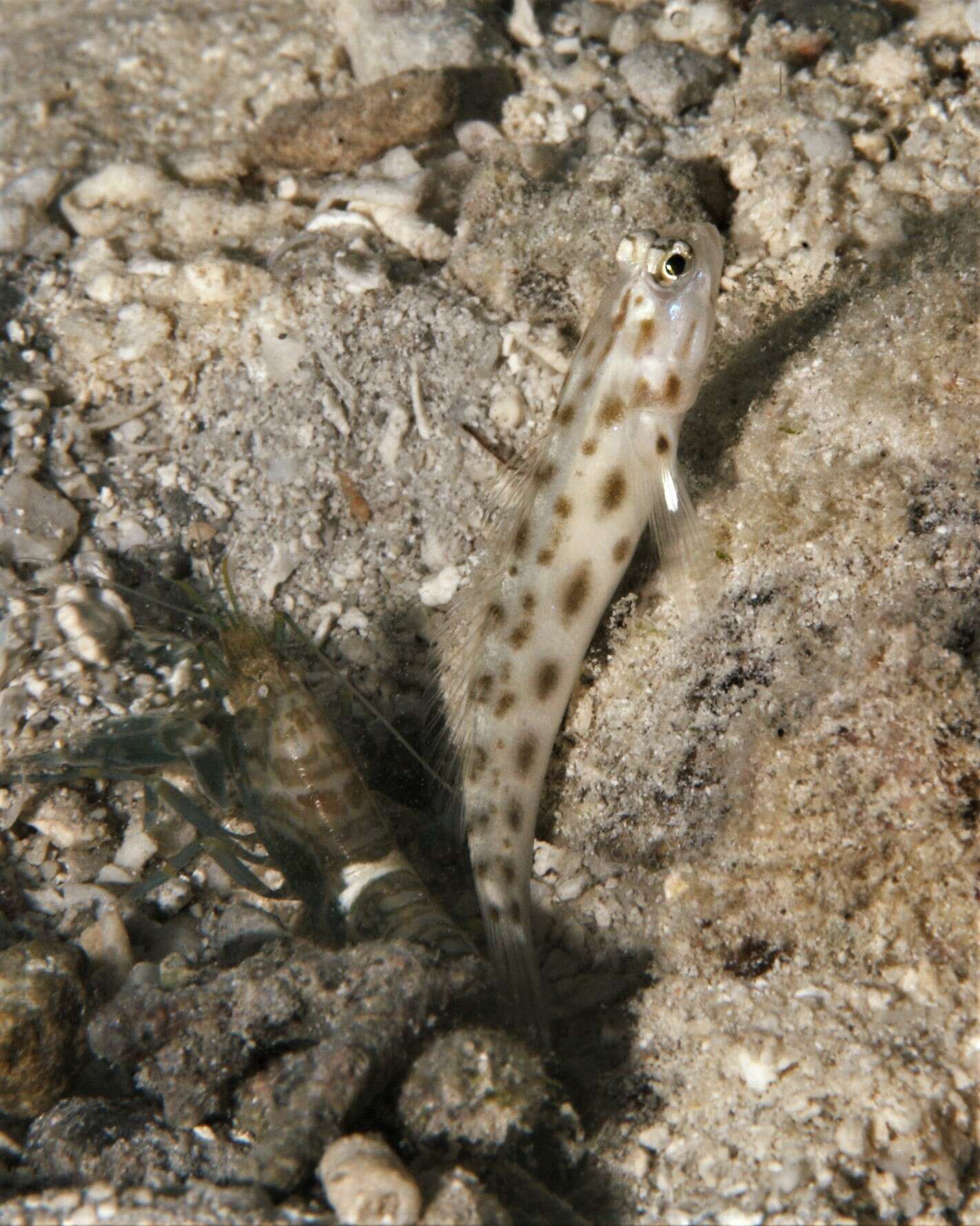 Image of Fierce shrimpgoby