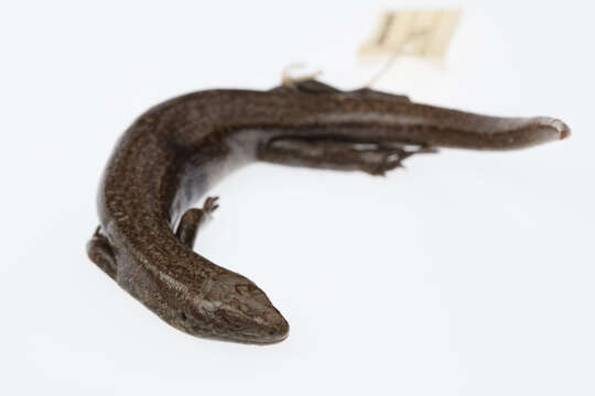 Image of Chatham Islands skink