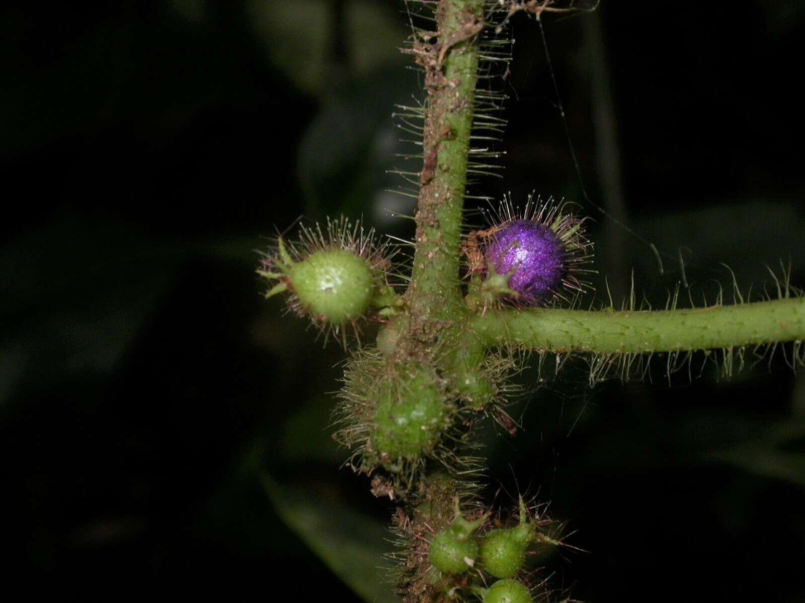 Miconia crenulata的圖片