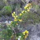 Image of Lambertia echinata subsp. citrina R. J. Hnatiuk