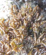 Image of Neogastroclonium