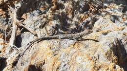 Image of Banded Rock Lizard