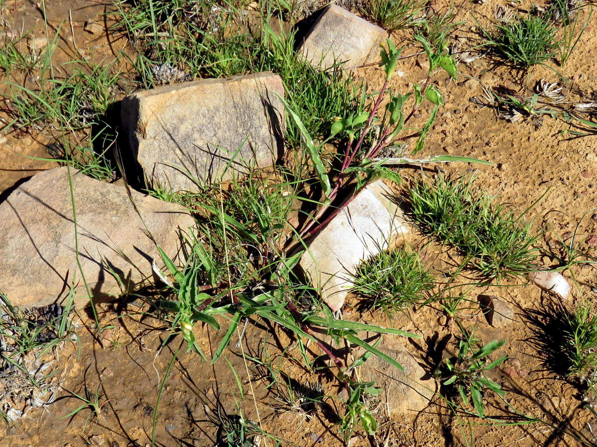 Image of Commelina africana subsp. africana