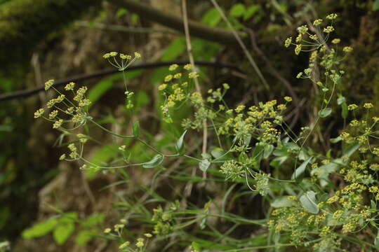 Image of Bupleurum rischawii Albov