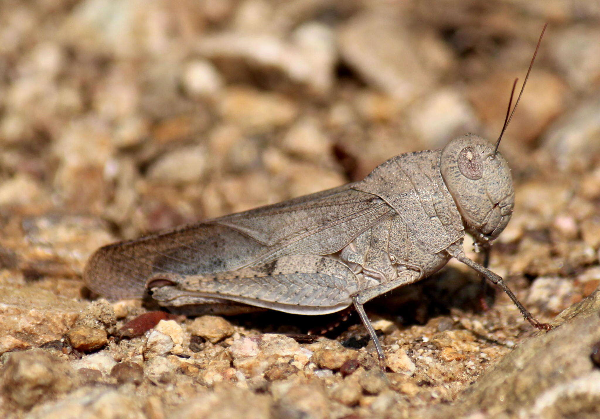 Humbe tenuicornis (Schaum 1853)的圖片