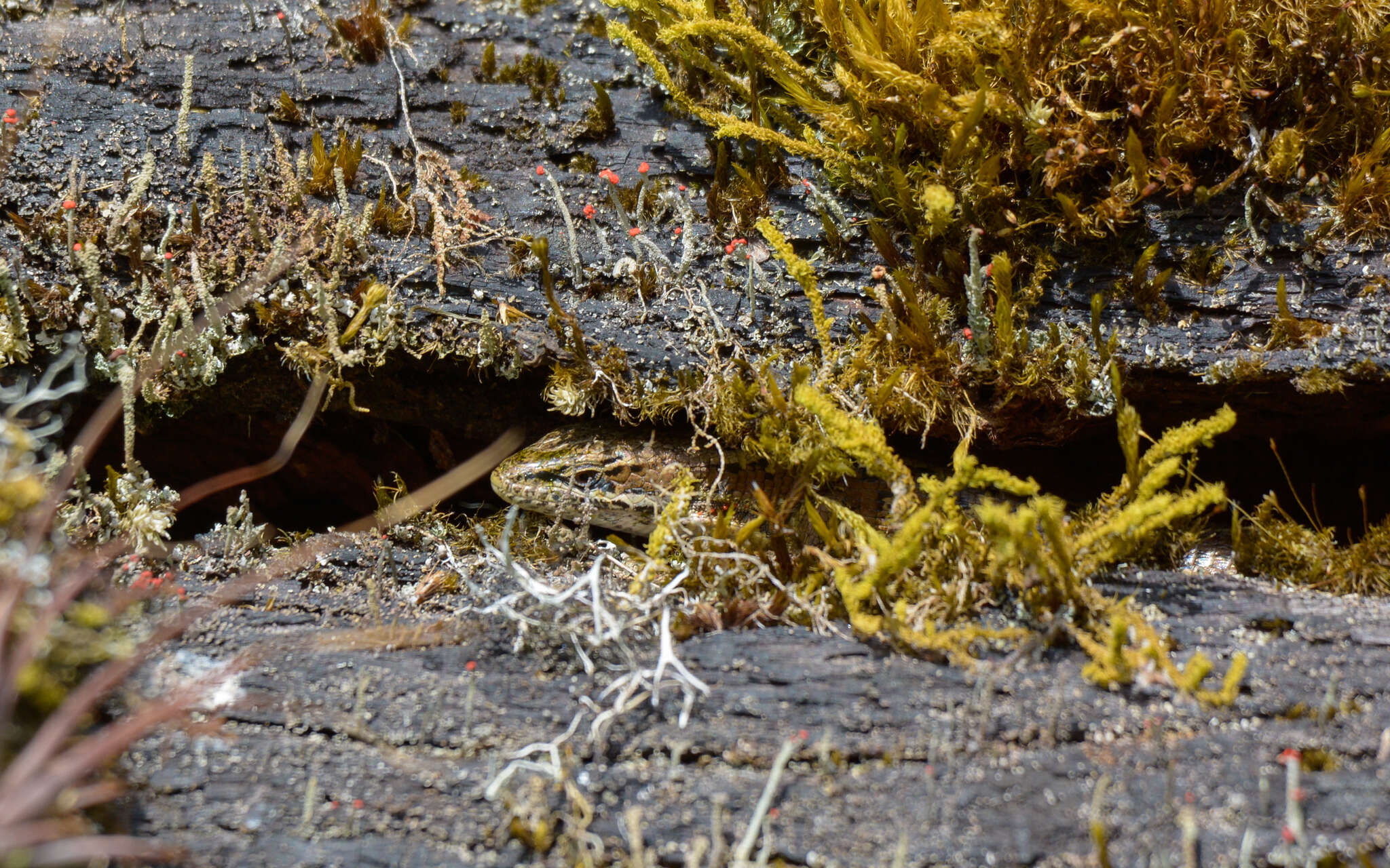 Image of Abronia moreletii (Bocourt 1872)