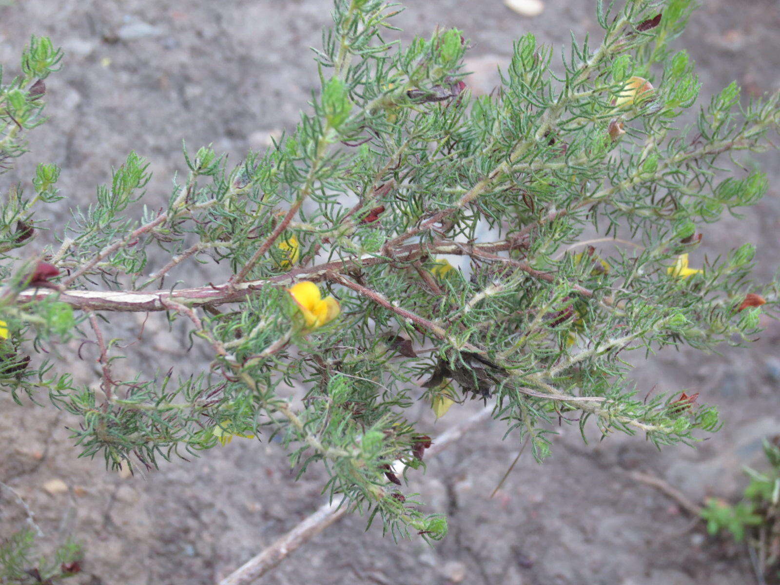 Image of Aspalathus asparagoides subsp. asparagoides