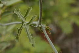 Plancia ëd Corallocarpus epigaeus (Rottl.) C. B. Clark