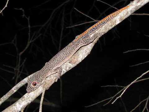 Image of Strophurus taenicauda taenicauda (De Vis 1886)