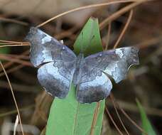 Laringa horsfieldii glaucescens Nicéville 1895的圖片