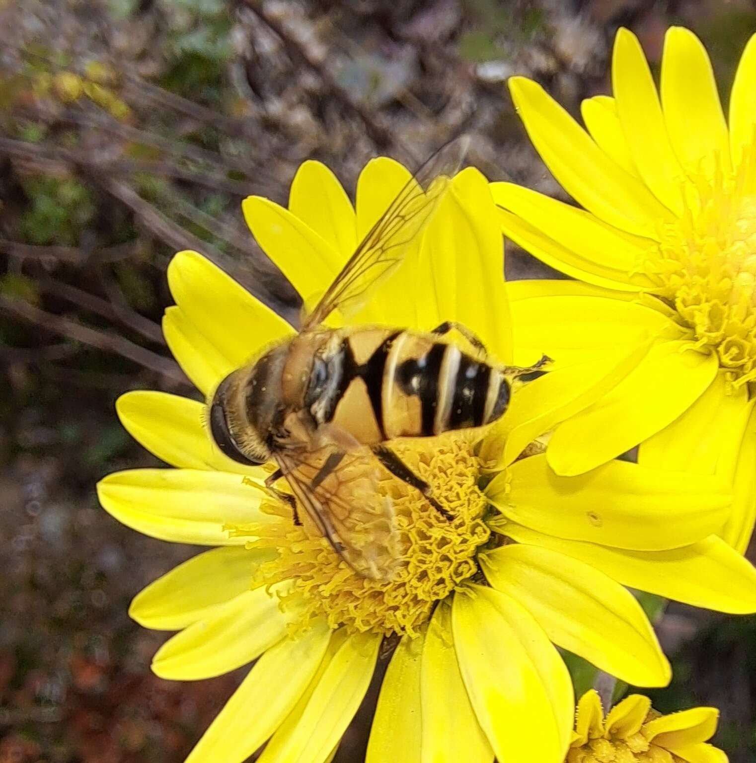 Image of Eristalis cerealis Fabricius 1805