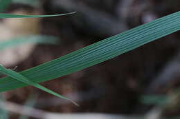 Image de Setaria lindenbergiana (Nees) Stapf