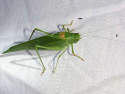 Image of California Angle-wing Katydid