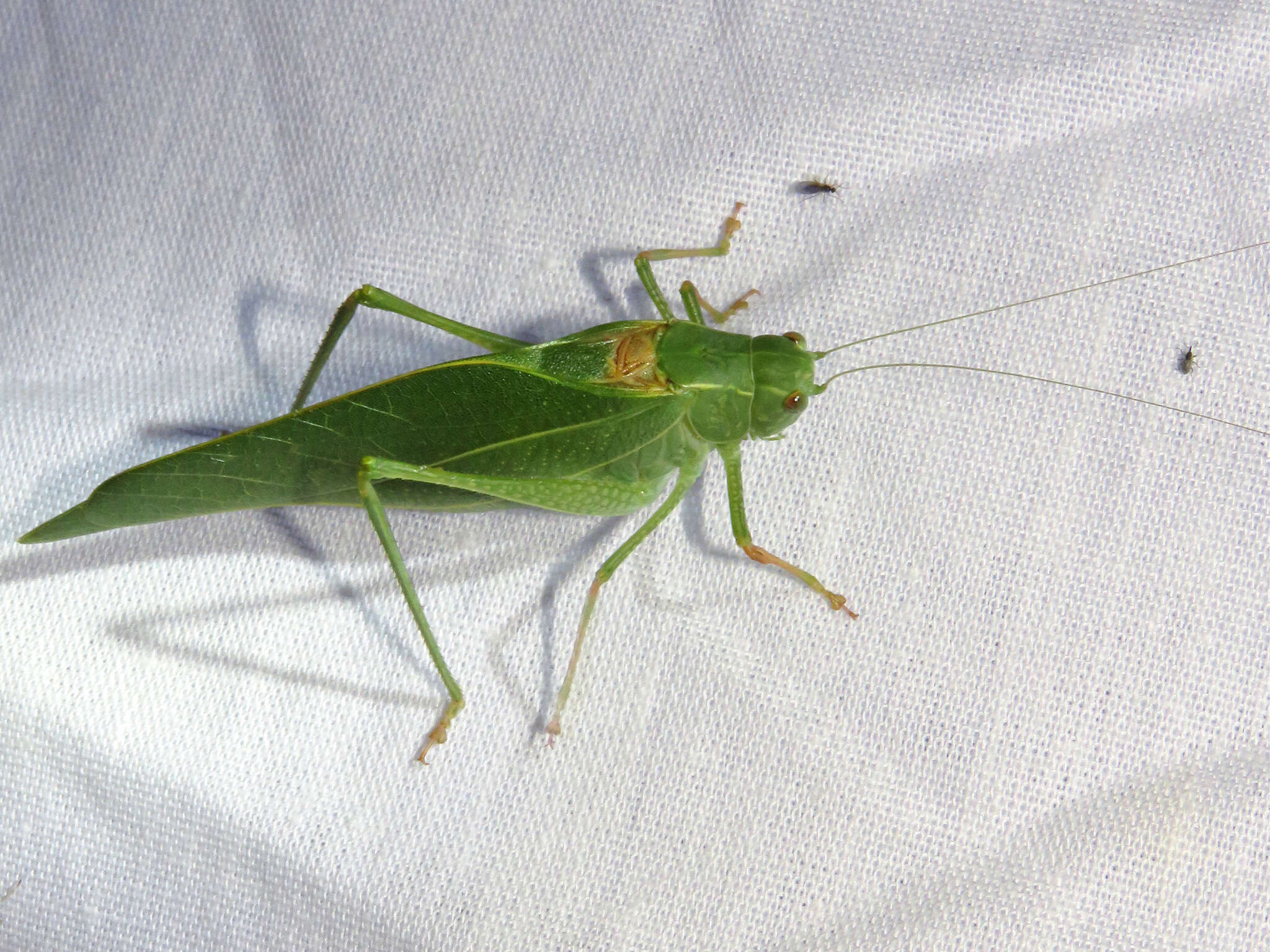 Image of California Angle-wing Katydid