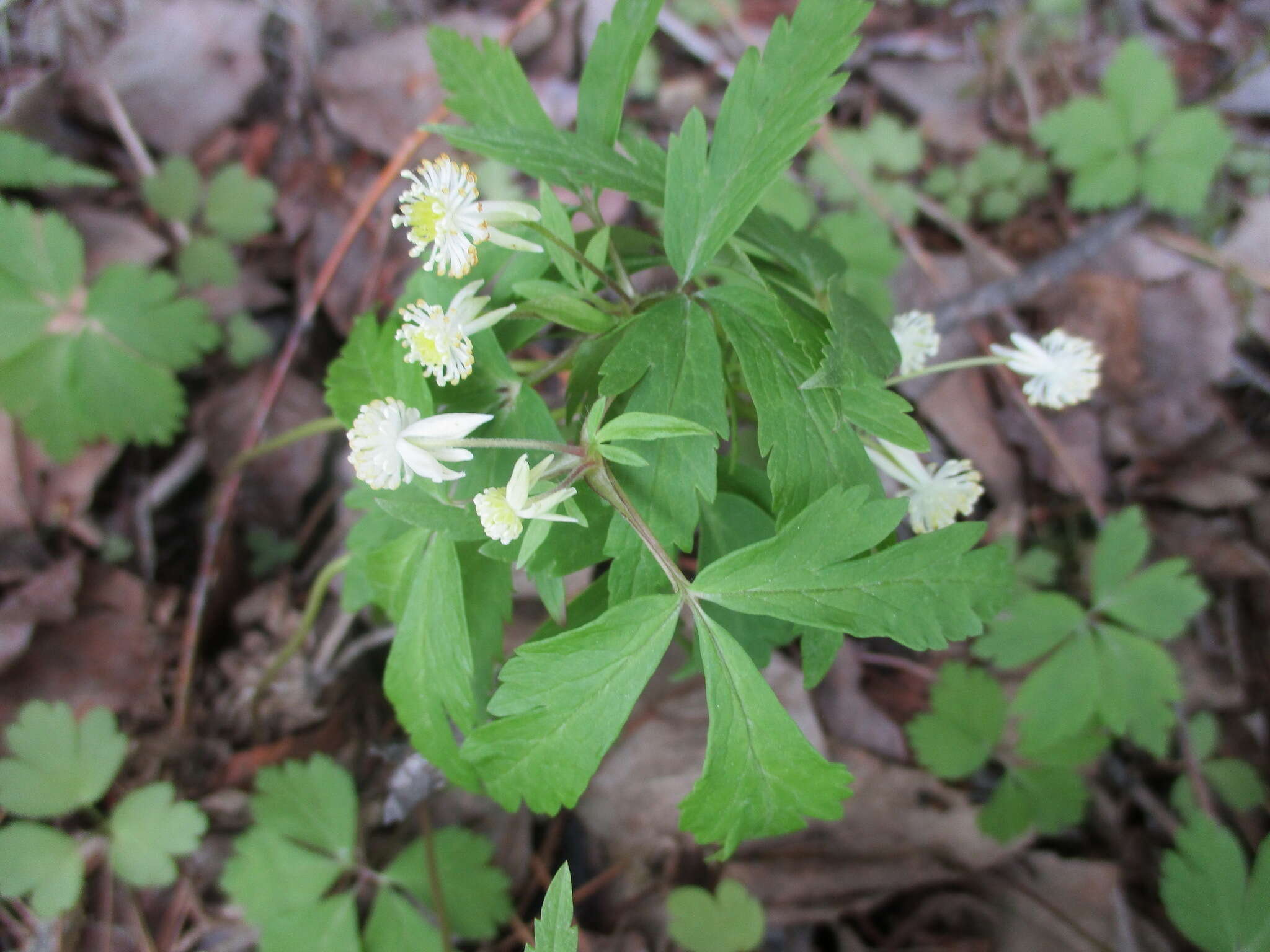 صورة Anemone reflexa Steph. & Willd.