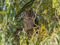 Image of Long-eared Owl