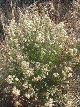 صورة Baccharis thesioides Kunth