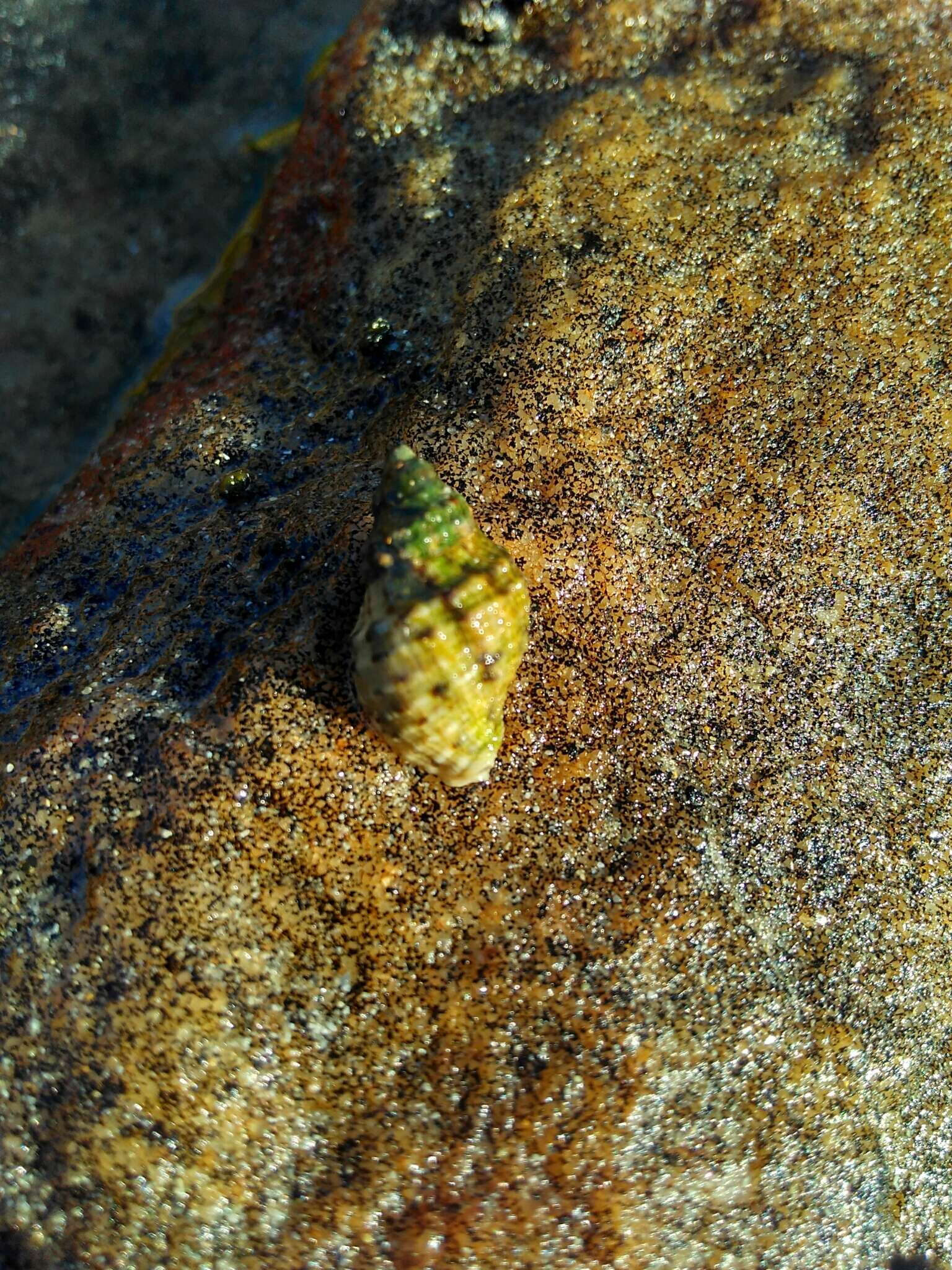 Image of common dogwhelk