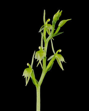 Image of Acianthus amplexicaulis (F. M. Bailey) Rolfe