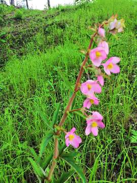 Image of Begonia angustiloba A. DC.