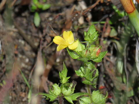 Image of Alectra sessiliflora var. sessiliflora