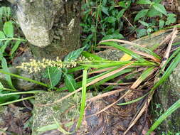Image of Carex cruciata Wahlenb.